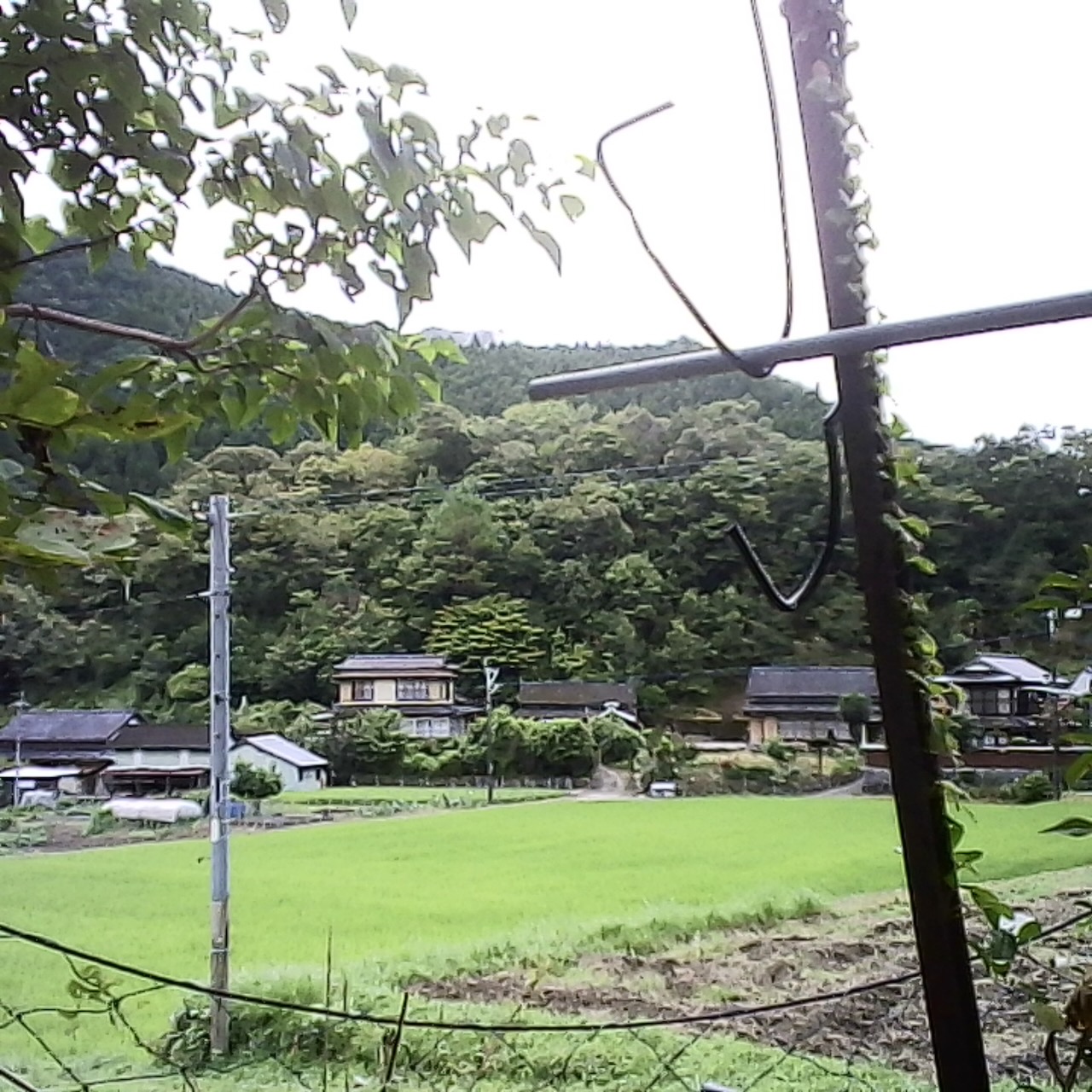 真ん中に田んぼがあります