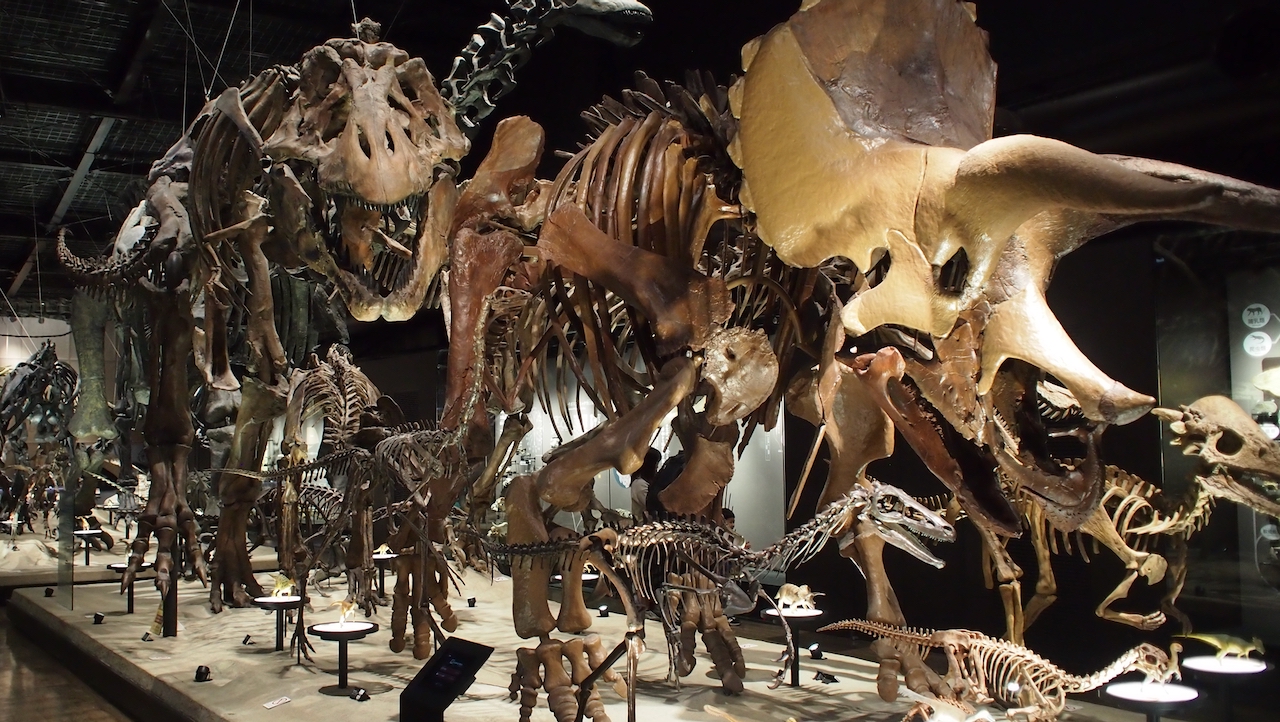 ゼミ生のお陰で恐竜に出会いましたｗ