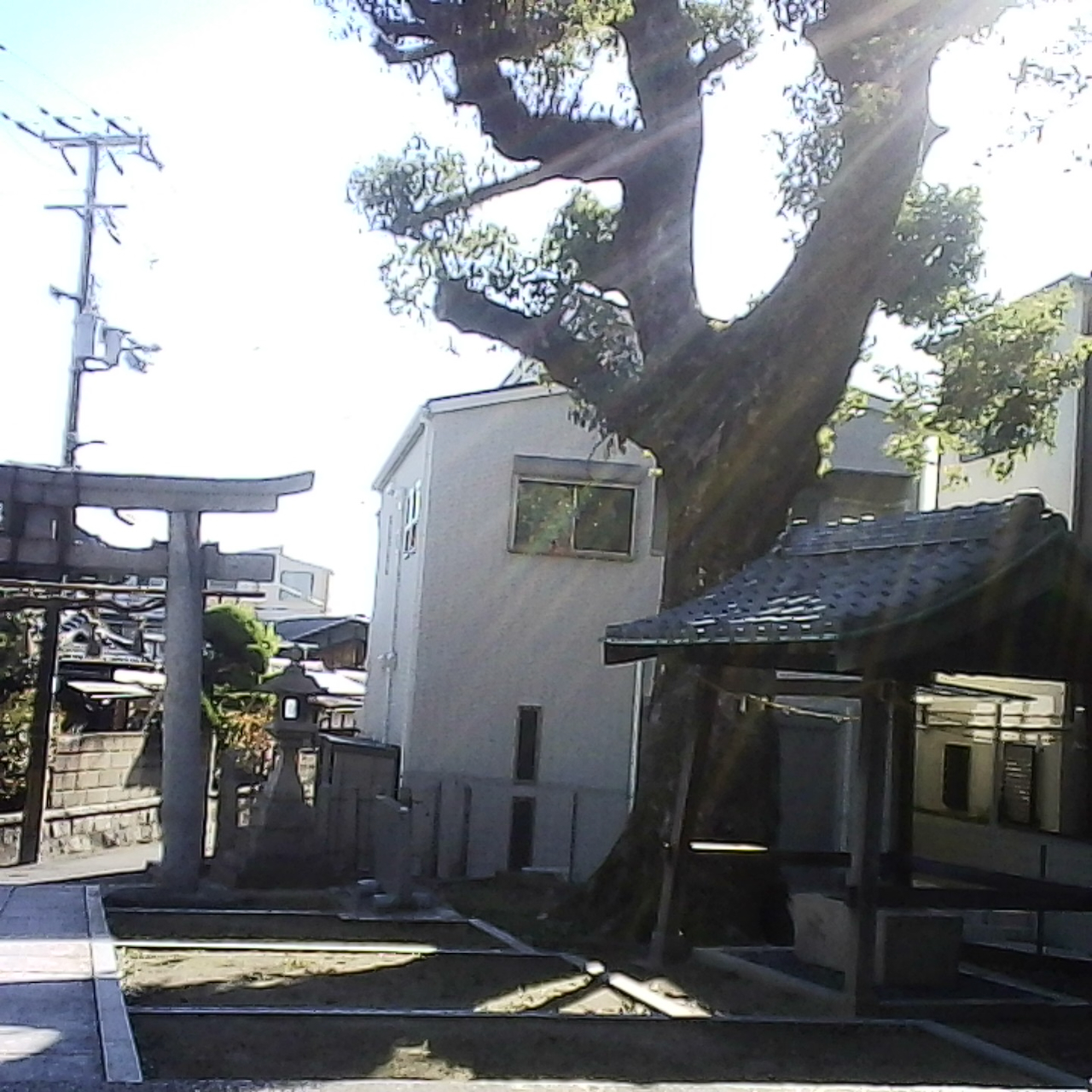 クスノキが立派です
